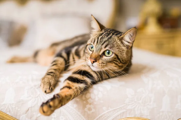 Όμορφη Γάτα Κοντά Μαλλιά Που Βρίσκεται Στο Κρεβάτι Στο Σπίτι — Φωτογραφία Αρχείου