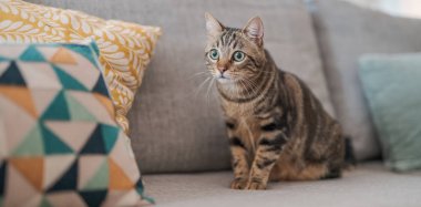 Güzel kısa saç kedi evde kanepede yalan