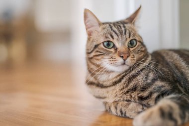 Güzel kısa saç kedi evde yerde yatarken