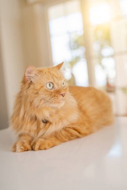 Güneşli bir günde evde mutfak masanın üzerinde yatan güzel kızıl uzun saçlarını kedi
