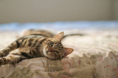 Evdeki yatakta yatan güzel kısa saçlı kedi.