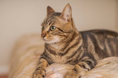 Evdeki yatakta yatan güzel kısa saçlı kedi.