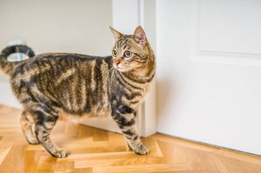 Güzel kısa saç kedi evde yerde yatarken