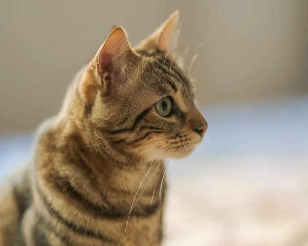 Bellissimo Gatto Pelo Corto Sdraiato Sul Letto Casa — Foto Stock