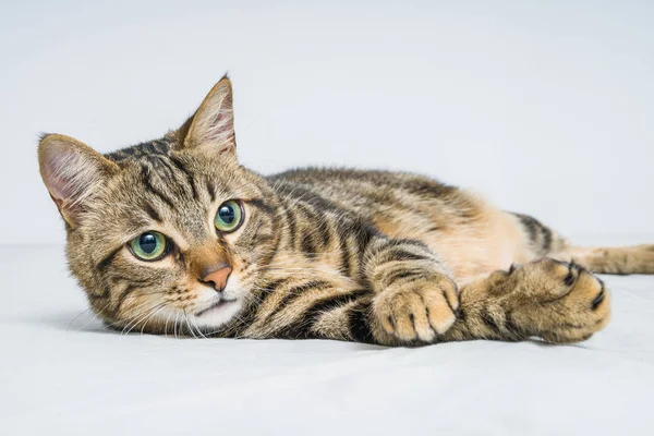 Beau Chat Cheveux Courts Couché Sur Lit Maison — Photo