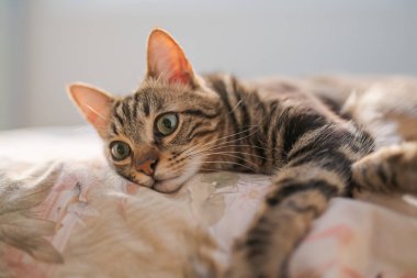 Evdeki yatakta yatan güzel kısa saçlı kedi.