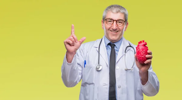 Guapo Médico Cardiólogo Senior Que Sostiene Corazón Sobre Fondo Aislado —  Fotos de Stock