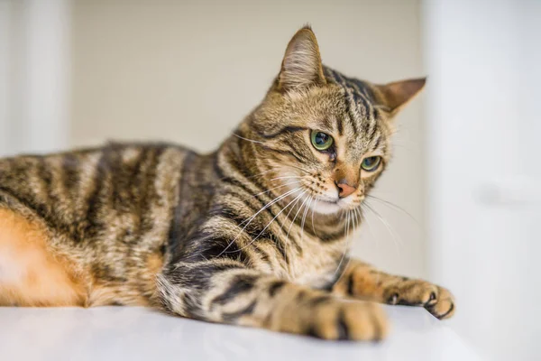 Carino Gatto Pelo Corto Cercando Curioso Curioso Casa — Foto Stock