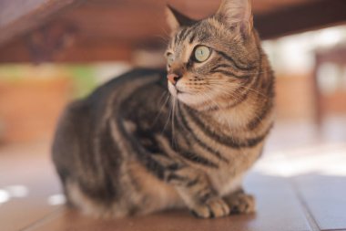 Güzel kısa saç kedi oynama ve ev bahçe katında yatan