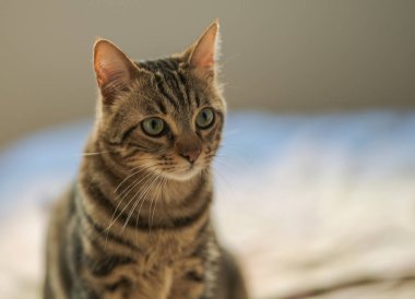 Evdeki yatakta yatan güzel kısa saçlı kedi.