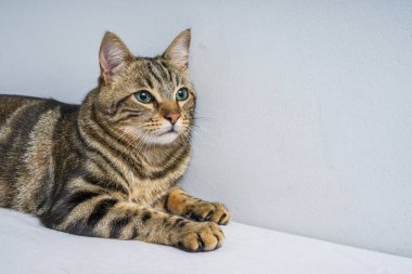 Evdeki yatakta yatan güzel kısa saçlı kedi.