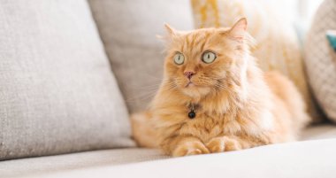 Güneşli bir günde evde kanepede yatan güzel kızıl uzun saçlarını kedi