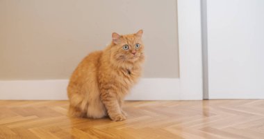Evde katta oturan evin etrafında yürüyüş güzel kızıl uzun saçlarını kedi