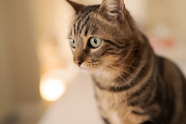 Evde Beyaz Masaya Oturan Güzel Kısa Saç Kedi — Stok fotoğraf