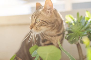 Oynama bitkiler ile Bahçe güneşli bir günde evde güzel kısa saç kedi