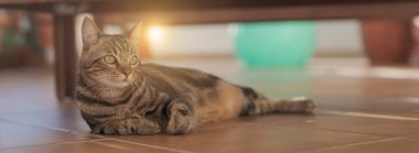 Güzel kısa saç kedi oynama ve ev bahçe katında yatan