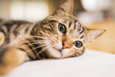 Evdeki yatakta yatan güzel kısa saçlı kedi.