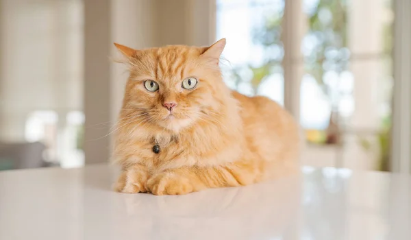 Vackra Ingefära Lång Hår Katt Liggande Köksbordet Solig Dag Hemma — Stockfoto
