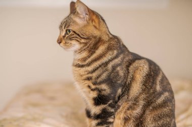 Evdeki yatakta yatan güzel kısa saçlı kedi.