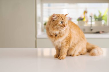 Güneşli bir günde evde mutfak masanın üzerinde yatan güzel kızıl uzun saçlarını kedi
