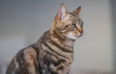 Evdeki yatakta yatan güzel kısa saçlı kedi.