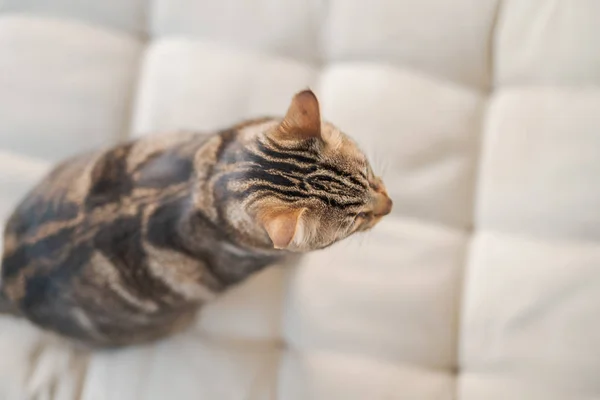 Hermoso Gato Pelo Corto Acostado Cama Casa —  Fotos de Stock