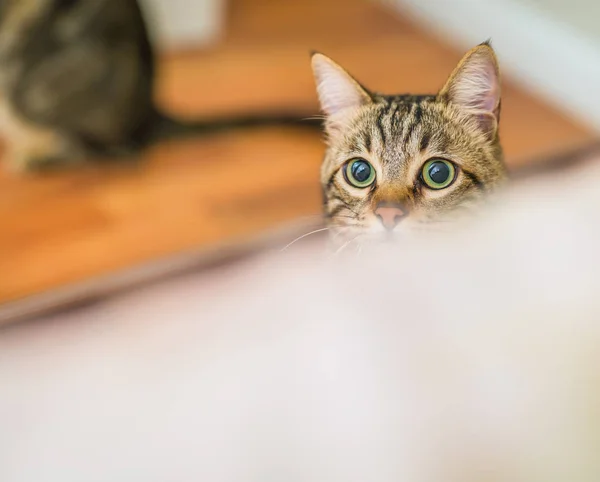 Schattig Kort Haar Kat Kijken Nieuwsgierig Snooping Thuis Spelen Verstoppertje — Stockfoto