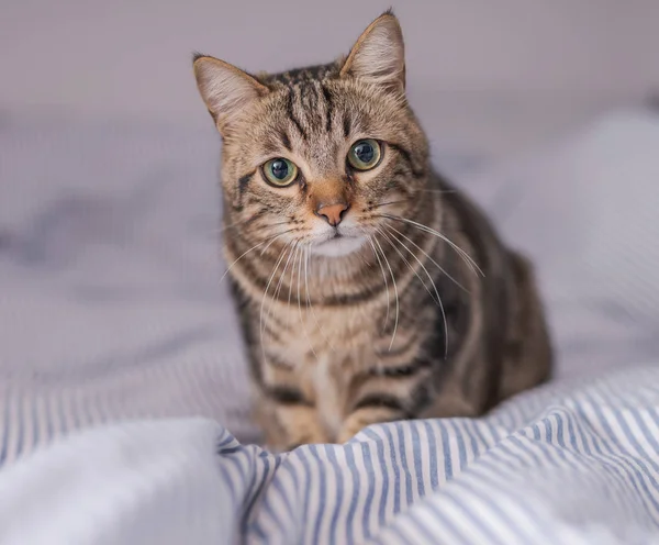 Evdeki Yatakta Yatan Güzel Kısa Saçlı Kedi — Stok fotoğraf