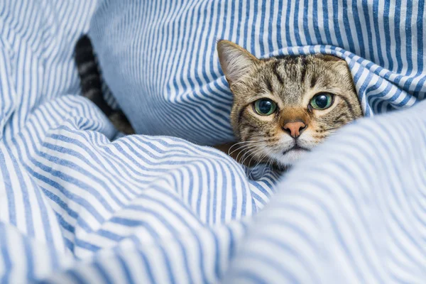 Mooi Kort Haar Kat Liggend Het Bed Thuis — Stockfoto