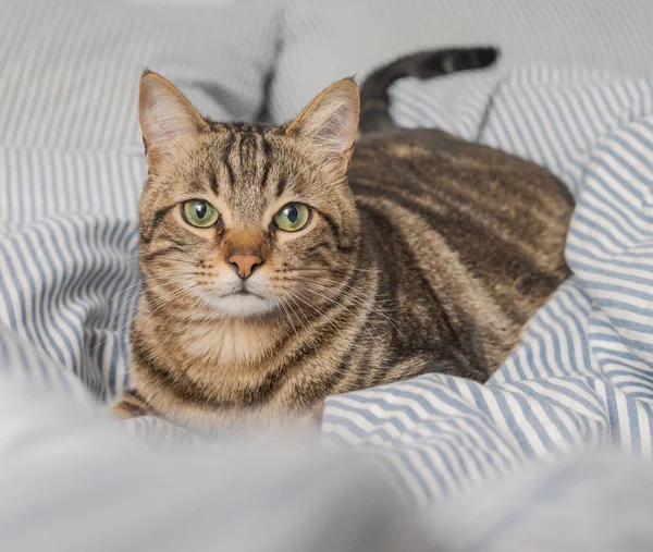 Bellissimo Gatto Pelo Corto Sdraiato Sul Letto Casa — Foto Stock