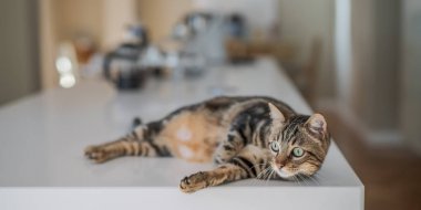 Güzel kısa saç kedi evde beyaz masanın üzerinde yatan