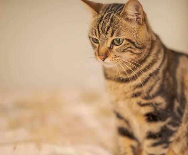 Bellissimo Gatto Pelo Corto Sdraiato Sul Letto Casa — Foto Stock