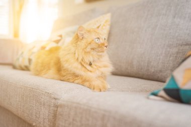 Güneşli bir günde evde kanepede yatan güzel kızıl uzun saçlarını kedi