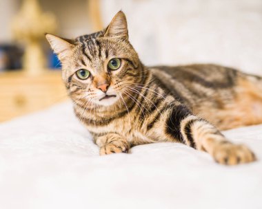 Evdeki yatakta yatan güzel kısa saçlı kedi.
