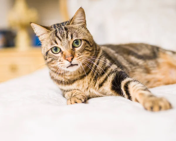 Evdeki yatakta yatan güzel kısa saçlı kedi.