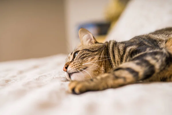Evdeki Yatakta Yatan Güzel Kısa Saçlı Kedi — Stok fotoğraf