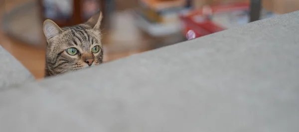 Lindo Pelo Corto Gato Buscando Curioso Husmeando Casa Jugando Las —  Fotos de Stock