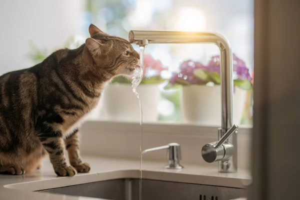 Bela Água Potável Gato Cabelo Curto Torneira Cozinha — Fotografia de Stock