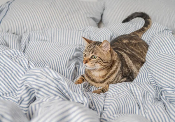 Vacker Kort Hår Katt Liggande Sängen Hemma — Stockfoto