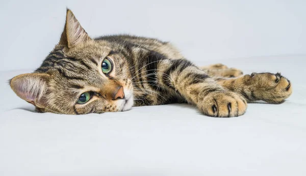 Beau Chat Cheveux Courts Couché Sur Lit Maison — Photo