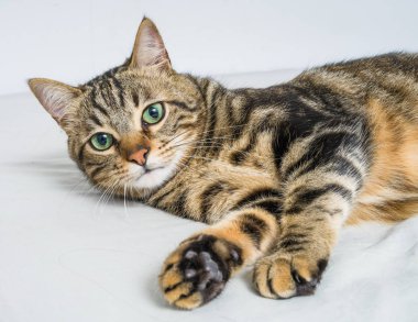 Evdeki yatakta yatan güzel kısa saçlı kedi.