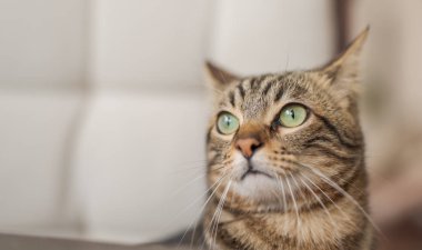 Güneşli bir günde dışarıda oynarken sandalyeye açık havada, Bahçe sittion şirin kısa saça