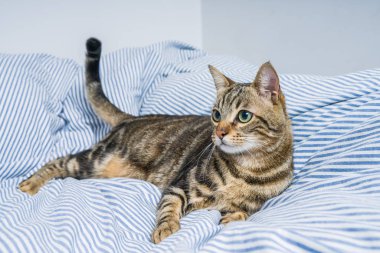 Evdeki yatakta yatan güzel kısa saçlı kedi.