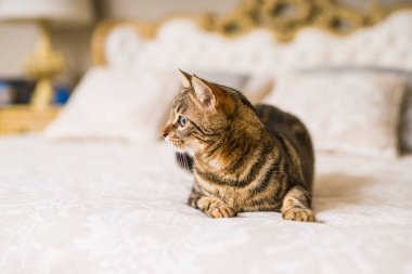 Evdeki yatakta yatan güzel kısa saçlı kedi.