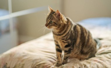 Evdeki yatakta yatan güzel kısa saçlı kedi.