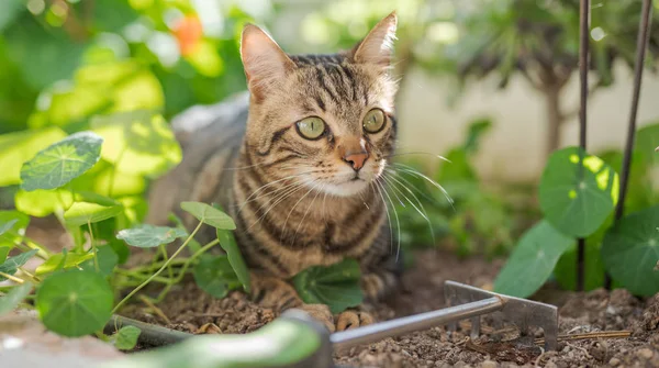 Schöne Kurzhaarkatze Spielt Mit Pflanzen Garten Einem Sonnigen Tag Hause — Stockfoto