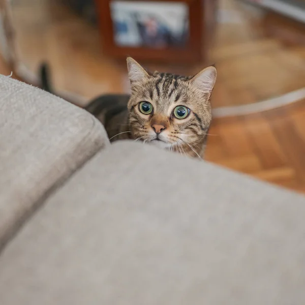 Schattig Kort Haar Kat Kijken Nieuwsgierig Snooping Thuis Spelen Verstoppertje — Stockfoto