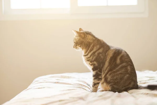 Evdeki Yatakta Yatan Güzel Kısa Saçlı Kedi — Stok fotoğraf