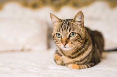 Evdeki yatakta yatan güzel kısa saçlı kedi.