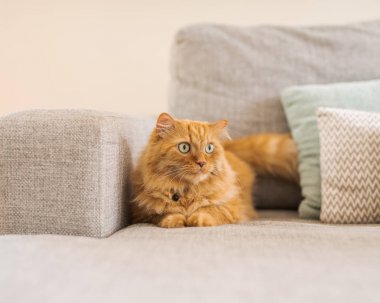 Güneşli bir günde evde kanepede yatan güzel kızıl uzun saçlarını kedi
